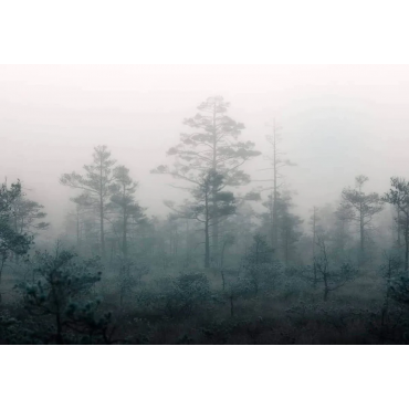 Papier peint panoramique forêt brumeuse